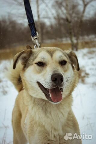 Небольшая собака Флёр в добрые руки бесплатно купить на Зозу.ру - фотография № 2