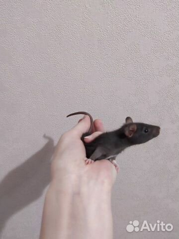 Крысенок купить на Зозу.ру - фотография № 2
