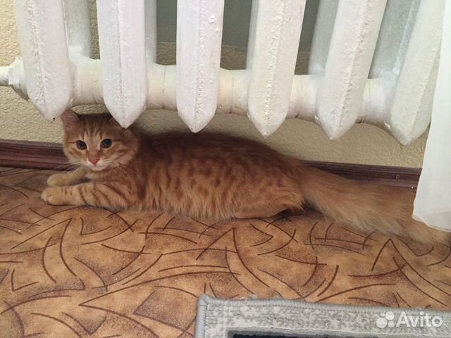 Отдам в добрые руки Кота Отдам в добрые руки Кота