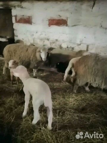 Баран (овца матка с ягненком) купить на Зозу.ру - фотография № 2