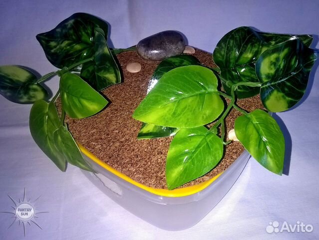 Влажная камера декорированная для эублефаров Влажная камера декорированная для эублефаров