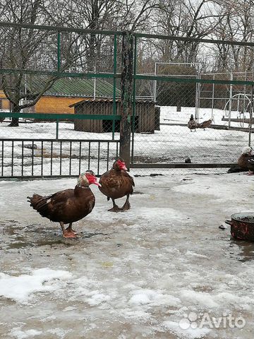 Мускусные утки купить на Зозу.ру - фотография № 3