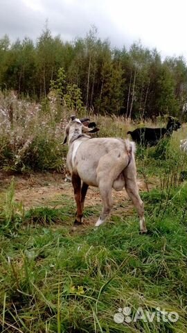 100 нубийский козел луноляпистый ждет купить на Зозу.ру - фотография № 3