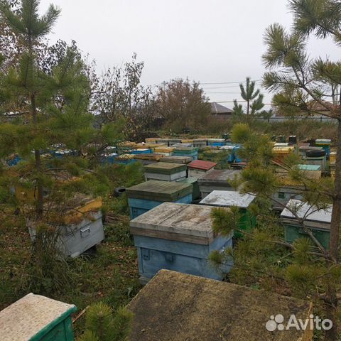Пчелосемьи купить на Зозу.ру - фотография № 2