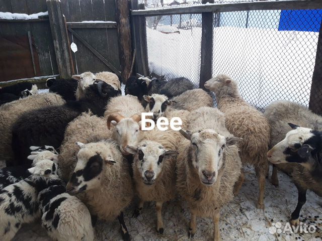 Баран овцы ягнята купить на Зозу.ру - фотография № 3
