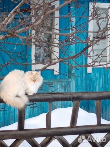 Сибирская кошка купить на Зозу.ру - фотография № 4