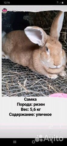 Кролики мясных пород / мясо кролика купить на Зозу.ру - фотография № 3