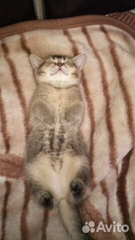 Кошка
