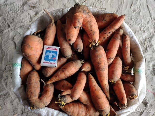 Второй сорт морковь купить на Зозу.ру - фотография № 4
