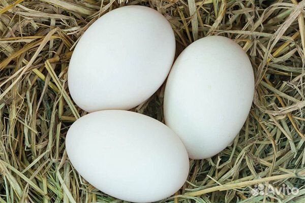 Яйцо инкубационное гусинное купить на Зозу.ру - фотография № 1