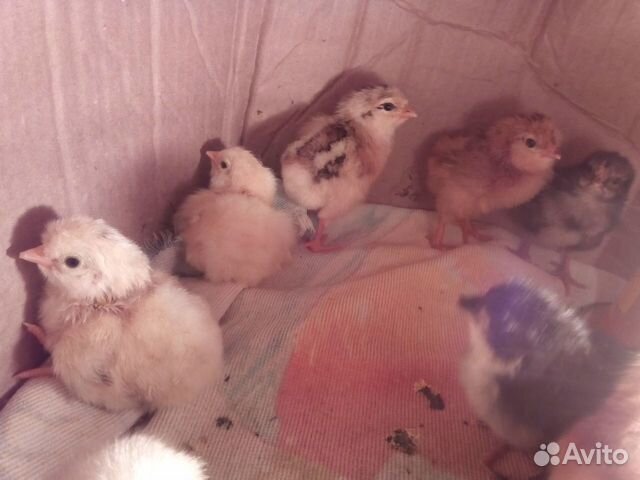 Цыплята цветные (суточные) купить на Зозу.ру - фотография № 1