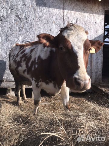 Продаётся корова Айширской породы купить на Зозу.ру - фотография № 1