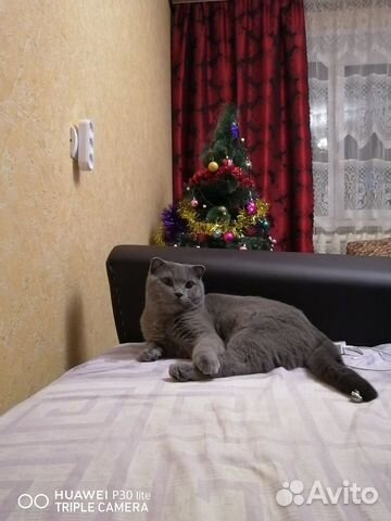 Кот на случку купить на Зозу.ру - фотография № 1