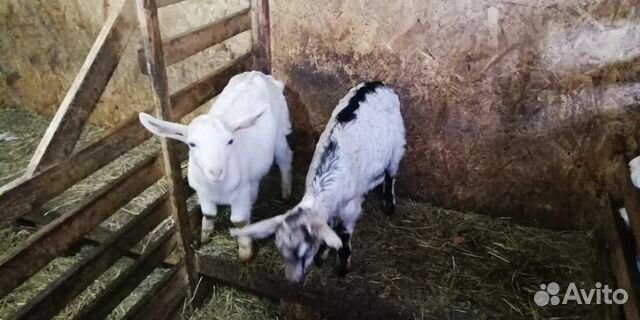 Нубийско-заанинские козы купить на Зозу.ру - фотография № 2