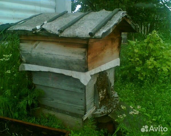 Пчелы в ульях, пасека купить на Зозу.ру - фотография № 3