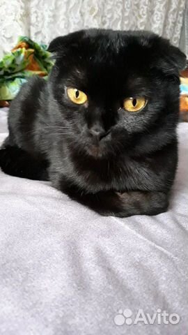 Шотландской вислаухой(остался один чёрный котик купить на Зозу.ру - фотография № 4
