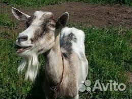 Продаются козы на мясо на молоко козлята купить на Зозу.ру - фотография № 1