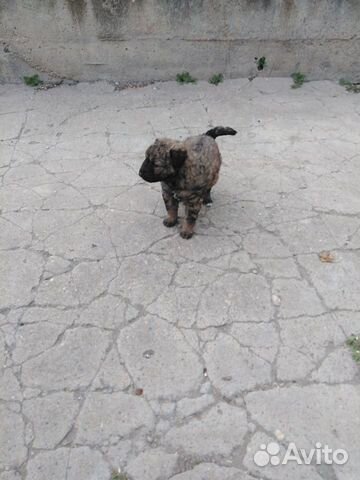 Собака купить на Зозу.ру - фотография № 2