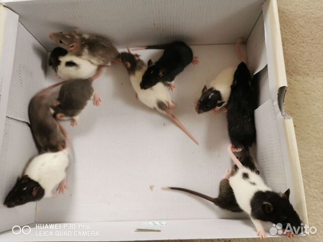Крысята купить на Зозу.ру - фотография № 4