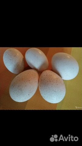 Инкубационное яйцо индейки купить на Зозу.ру - фотография № 3