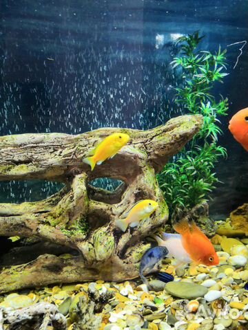 Панарамный аквариум 550 литров с тумбой купить на Зозу.ру - фотография № 4