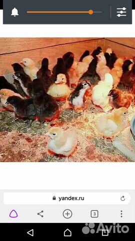 Продам цыплят домашние цветные большие купить на Зозу.ру - фотография № 1