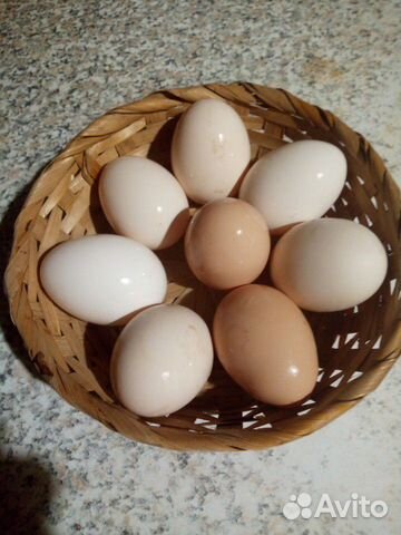 Яйцо инкубационное от породистых ку мясояичного на купить на Зозу.ру - фотография № 1