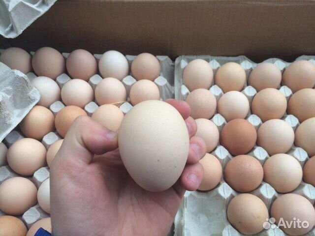 Яйцо инкубационное 89526522344 купить 1