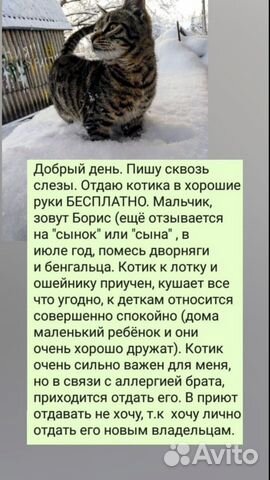 Ласковый котик Борис купить на Зозу.ру - фотография № 3