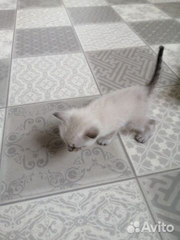 Сиамский котенок купить на Зозу.ру - фотография № 4