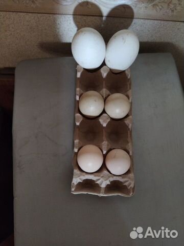 Яйца гусиные, утиные(индоуток), куриные купить на Зозу.ру - фотография № 1
