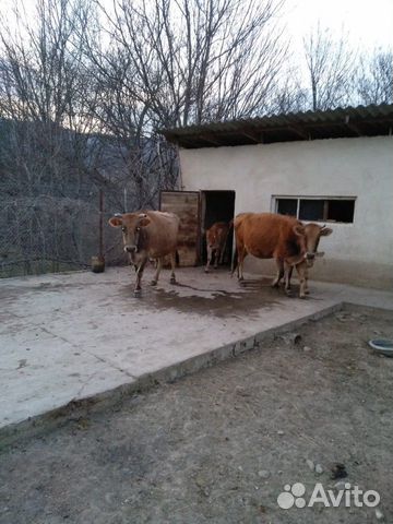 Коровы чистые, здоровые, ухоженные, дойные, с теля купить на Зозу.ру - фотография № 10