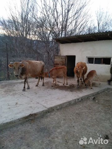 Коровы чистые, здоровые, ухоженные, дойные, с теля купить на Зозу.ру - фотография № 7