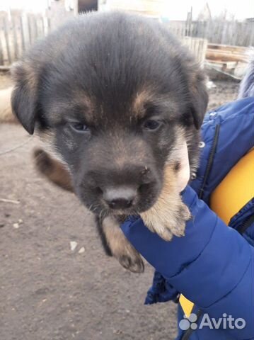 Отдам собачёнка мальчик бесплатно купить на Зозу.ру - фотография № 5