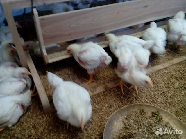 Кормушка для цыплят купить на Зозу.ру - фотография № 4