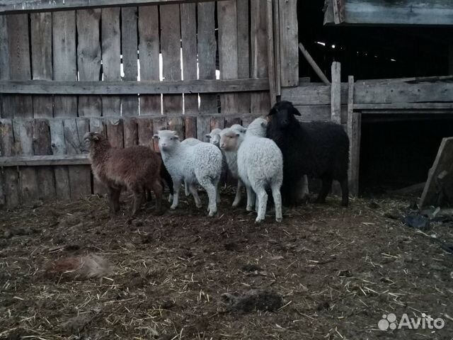 Овцы продам ягнят купить на Зозу.ру - фотография № 2