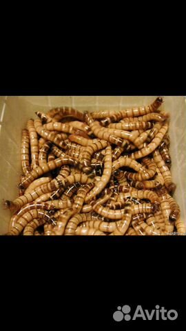 Зофобас, мучник (живые)