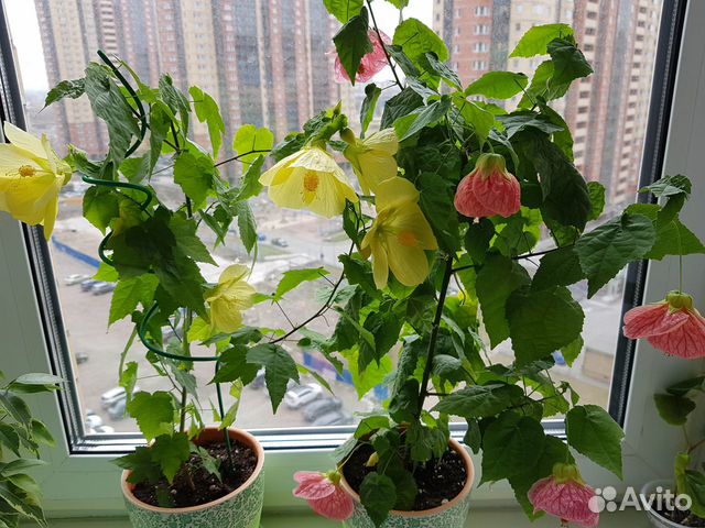 Цветущие комнатные растения