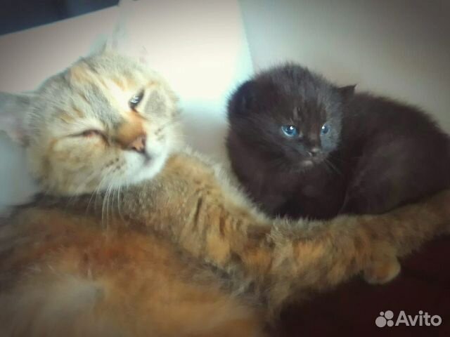 Котёнок ищет дом Котёнок ищет дом