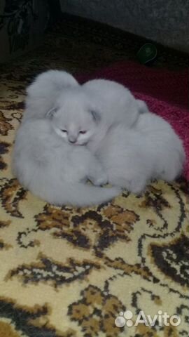 Невские маскарадные котята