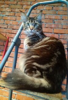 Огромные подростки кошечки и котик от папы межд.че