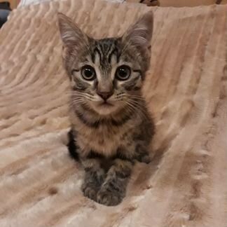 Котенок в добрые руки