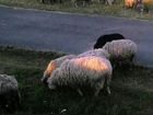 Овцы с ягнятами объявление продам