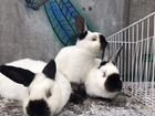 Породистые кролики(мясо кролика на заказ) объявление продам