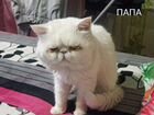 Котята перс + экзот. Метисы объявление продам