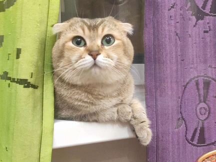 Шотландский вислоухий кот для вязки