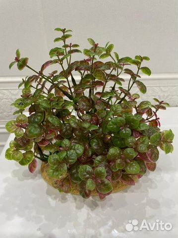 Растения для аквариума искусственные