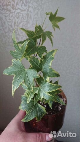 Плющ (хедера)