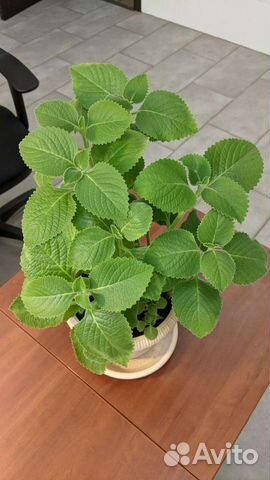 Плектрантус мята