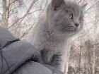 Британский котенок серый